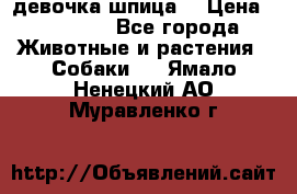 девочка шпица  › Цена ­ 40 000 - Все города Животные и растения » Собаки   . Ямало-Ненецкий АО,Муравленко г.